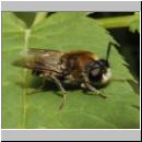 Stratiomys longicornis - Waffenfliege m03.jpg